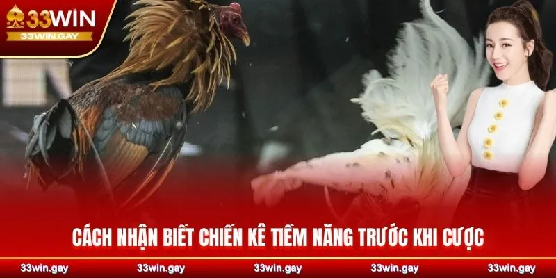 Cách nhận biết chiến kê tiềm năng trước khi cược