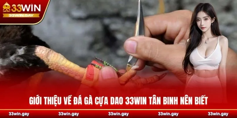 Đôi nét giới thiệu về đá gà cựa dao 33WIN tân binh nên biết