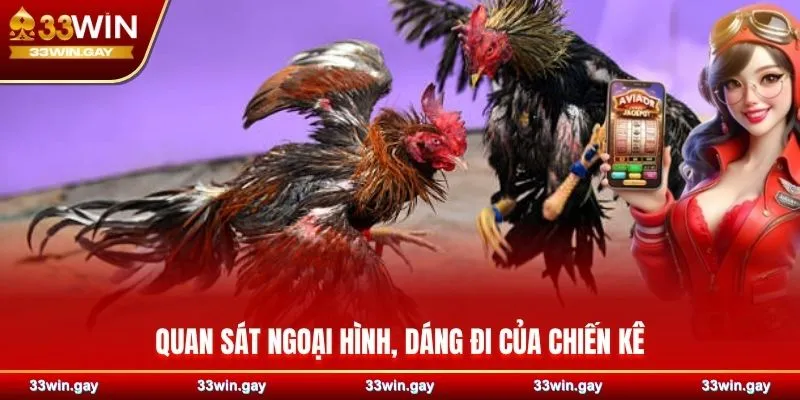 Quan sát ngoại hình, dáng đi của chiến kê